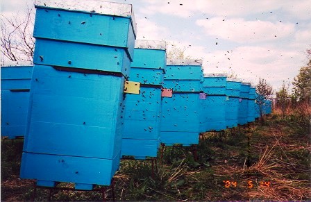 Ульи Куликова