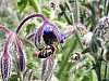 bees12.jpg