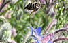 bees13.jpg