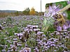 bees31.jpg