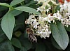 bees4.jpg