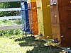 Bienenst.jpg Bienenst.jpg