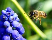 bees